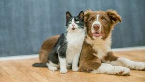 disabituanti-per-animali-cani-gatti-piccioni-chemicalroadmaster