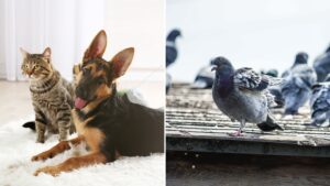 Come allontanare gli animali dal giardino-chemicalroadmaster